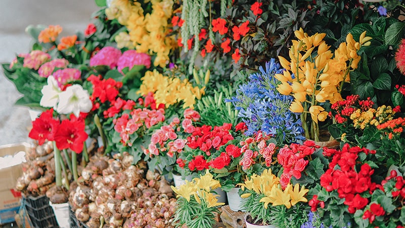 beragam bunga flora