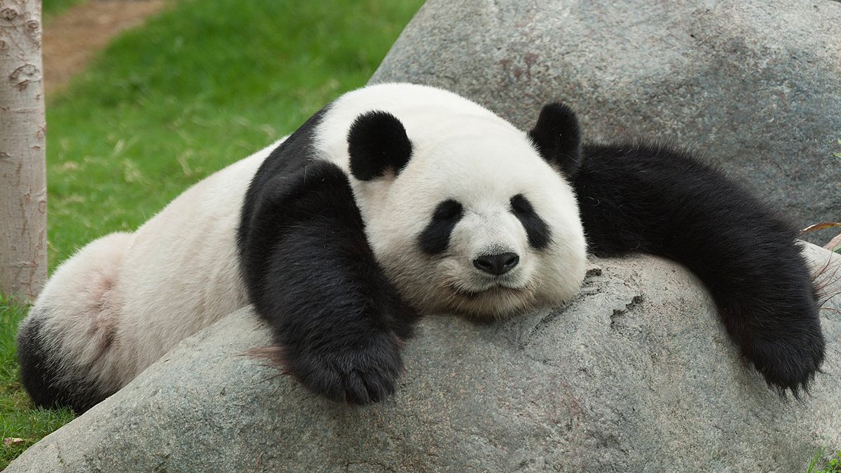 download gambar panda