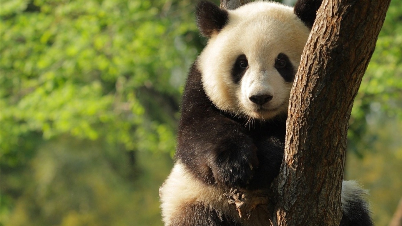 gambar binatang panda