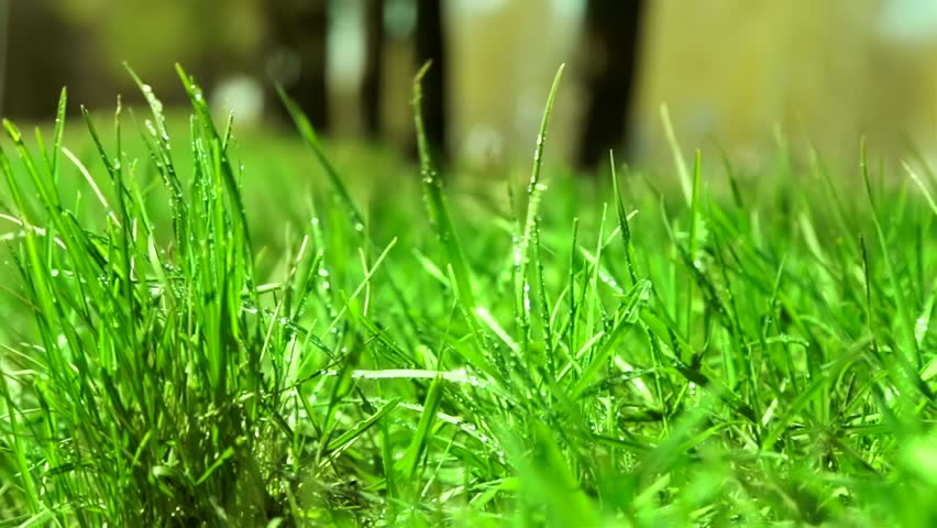 gambar bioma padang rumput