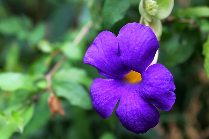 gambar flora bunga cantik ungu
