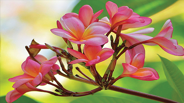 gambar flora bunga kamboja hd