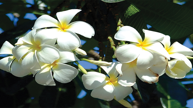 gambar flora bunga kamboja