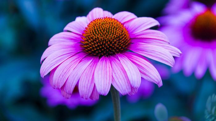 gambar flora warna ungu