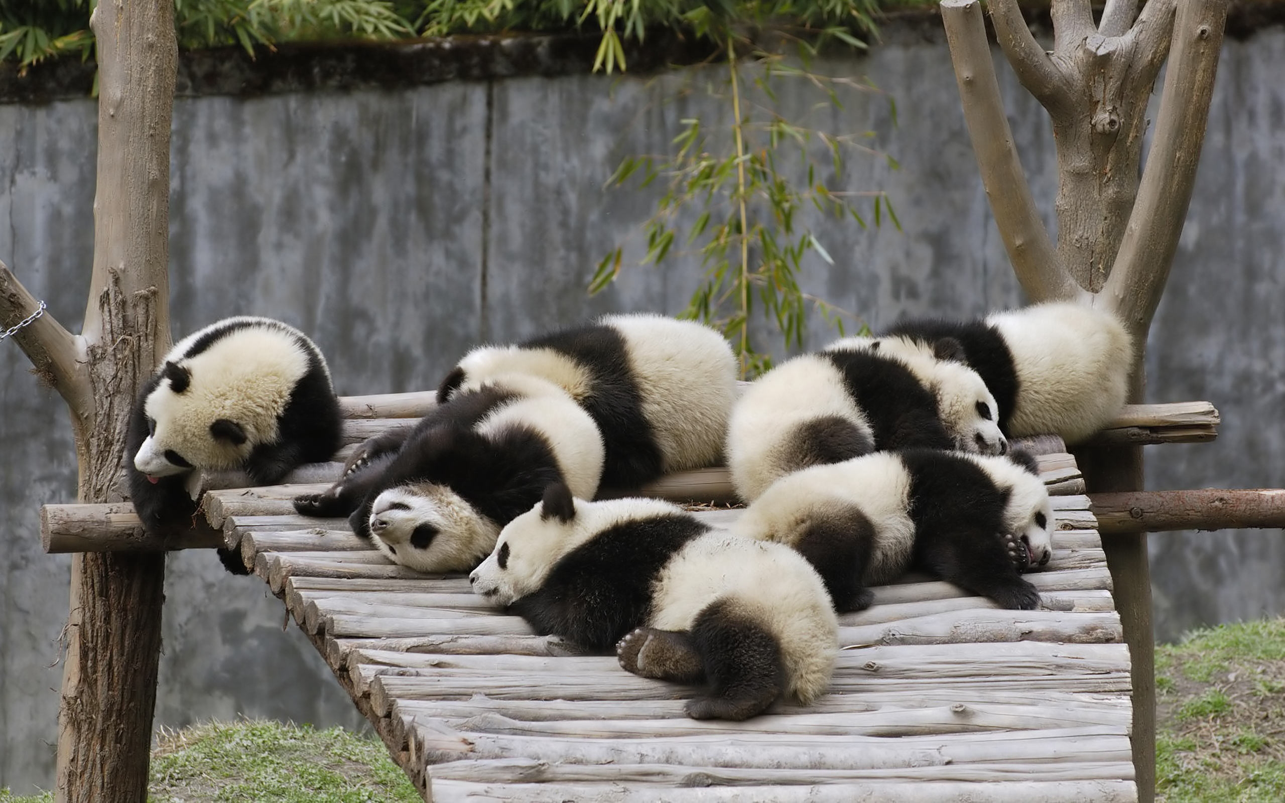 gambar gambar panda