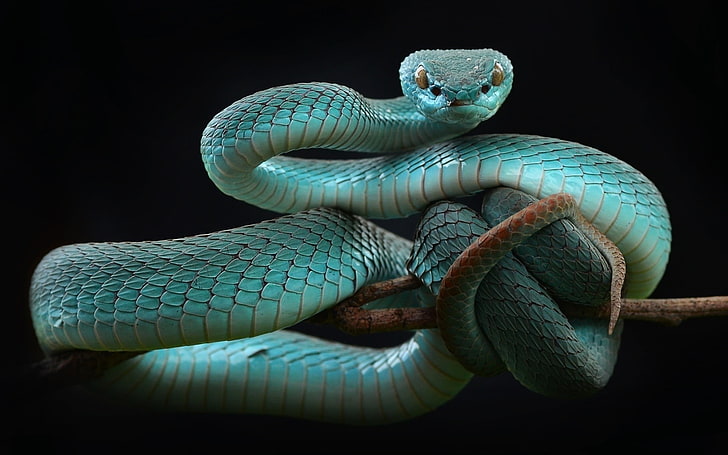 gambar gambar ular
