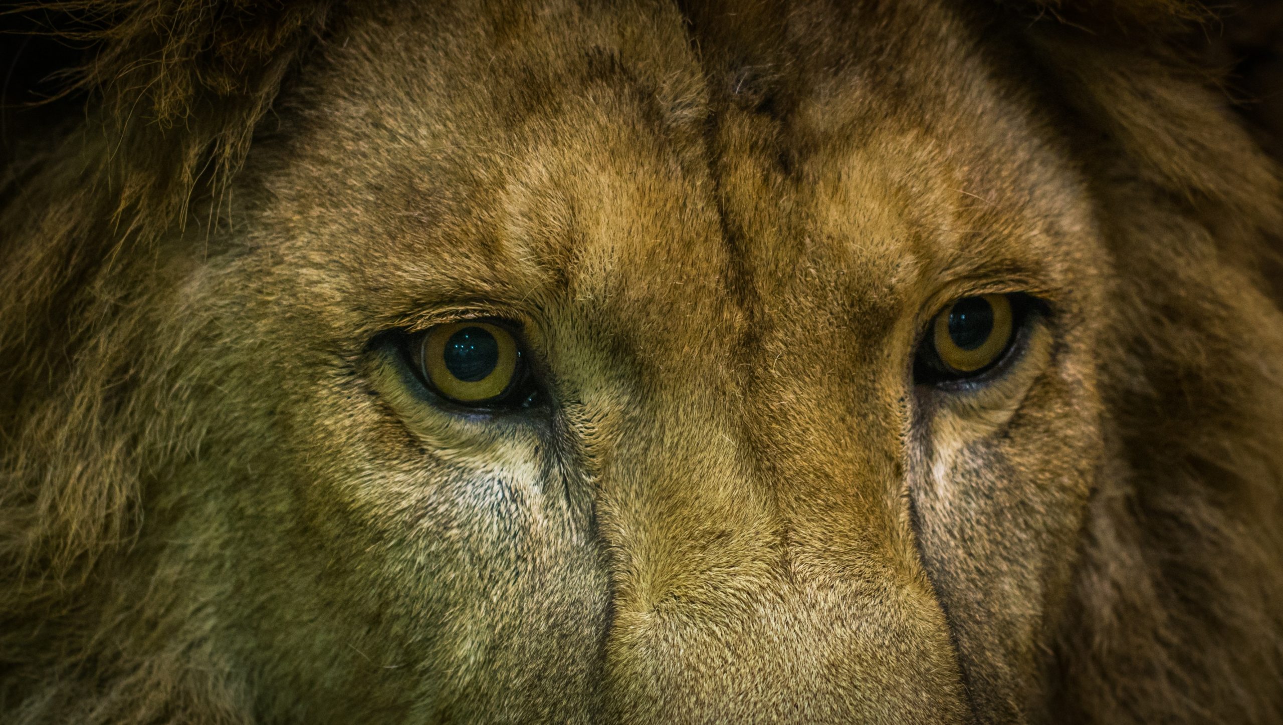 gambar mata hewan singa
