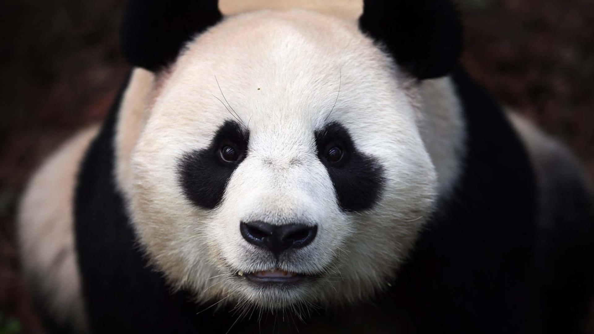 gambar muka panda