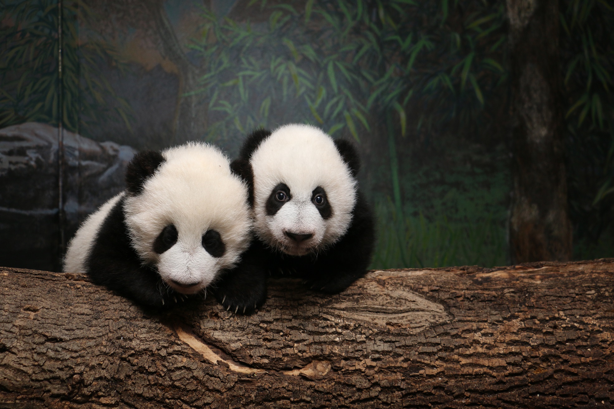 gambar panda cute