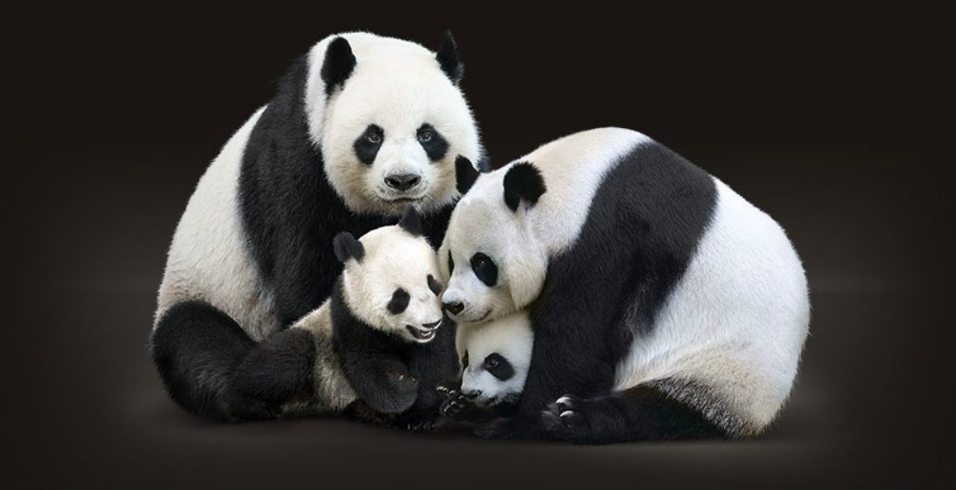 gambar panda hd