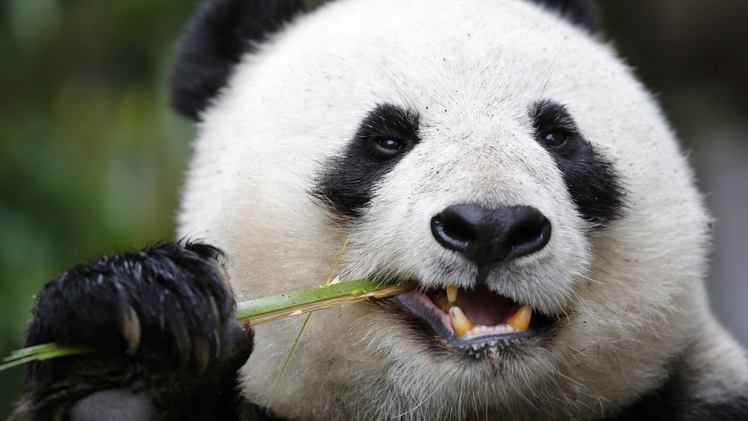 gambar panda imut