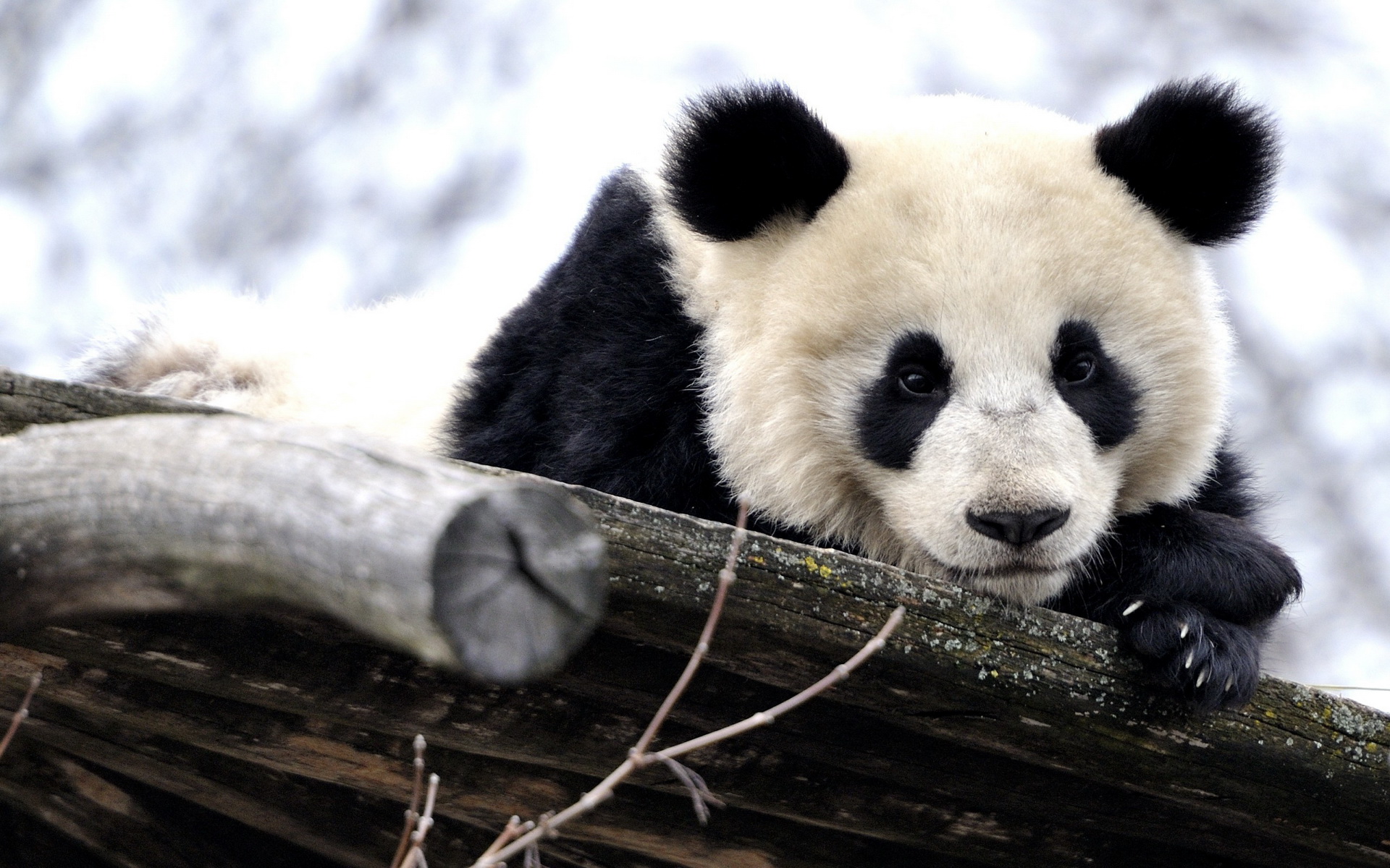 gambar panda keren