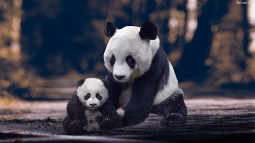 gambar panda lucu wallpaper
