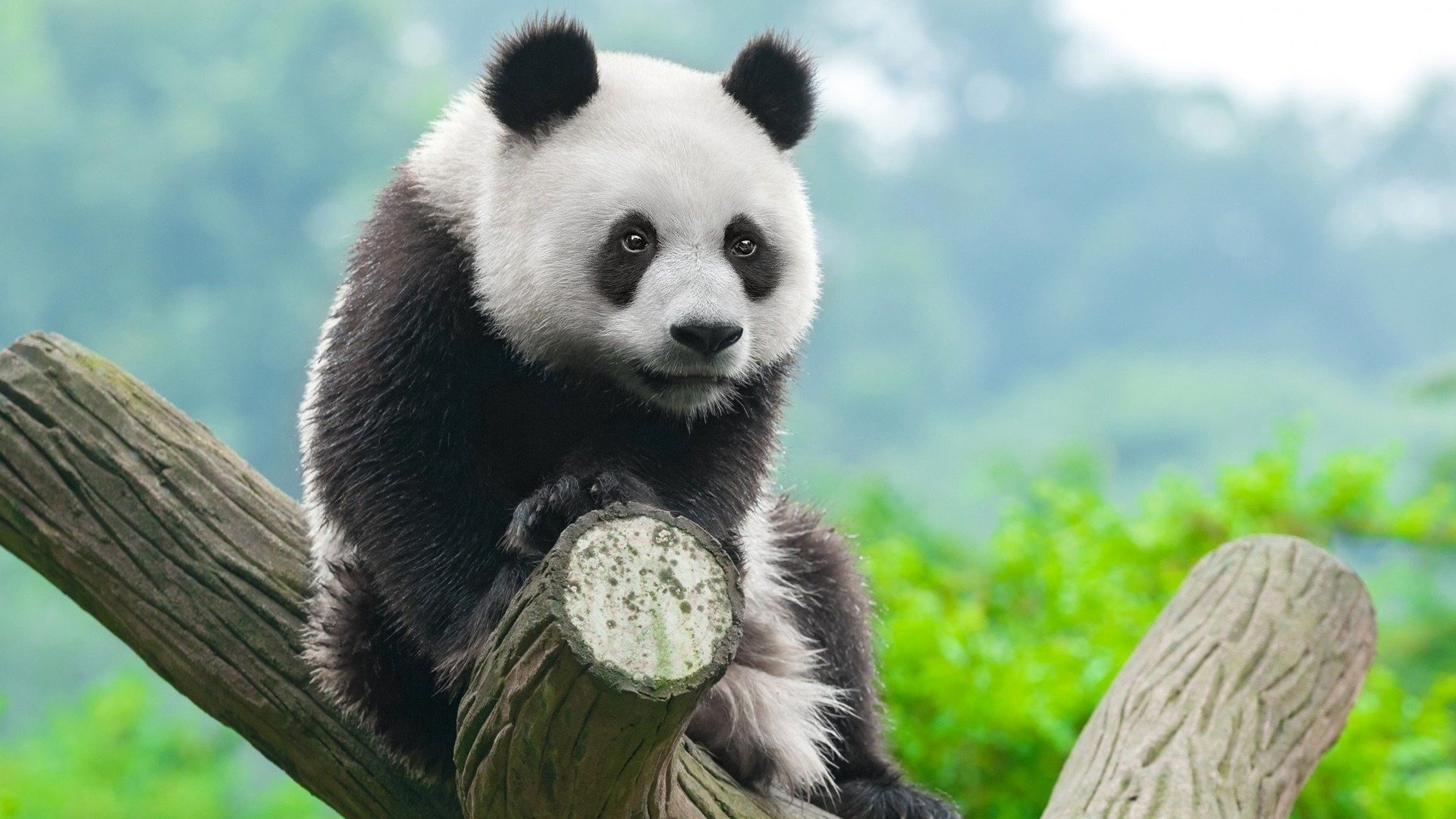 gambar panda sedih