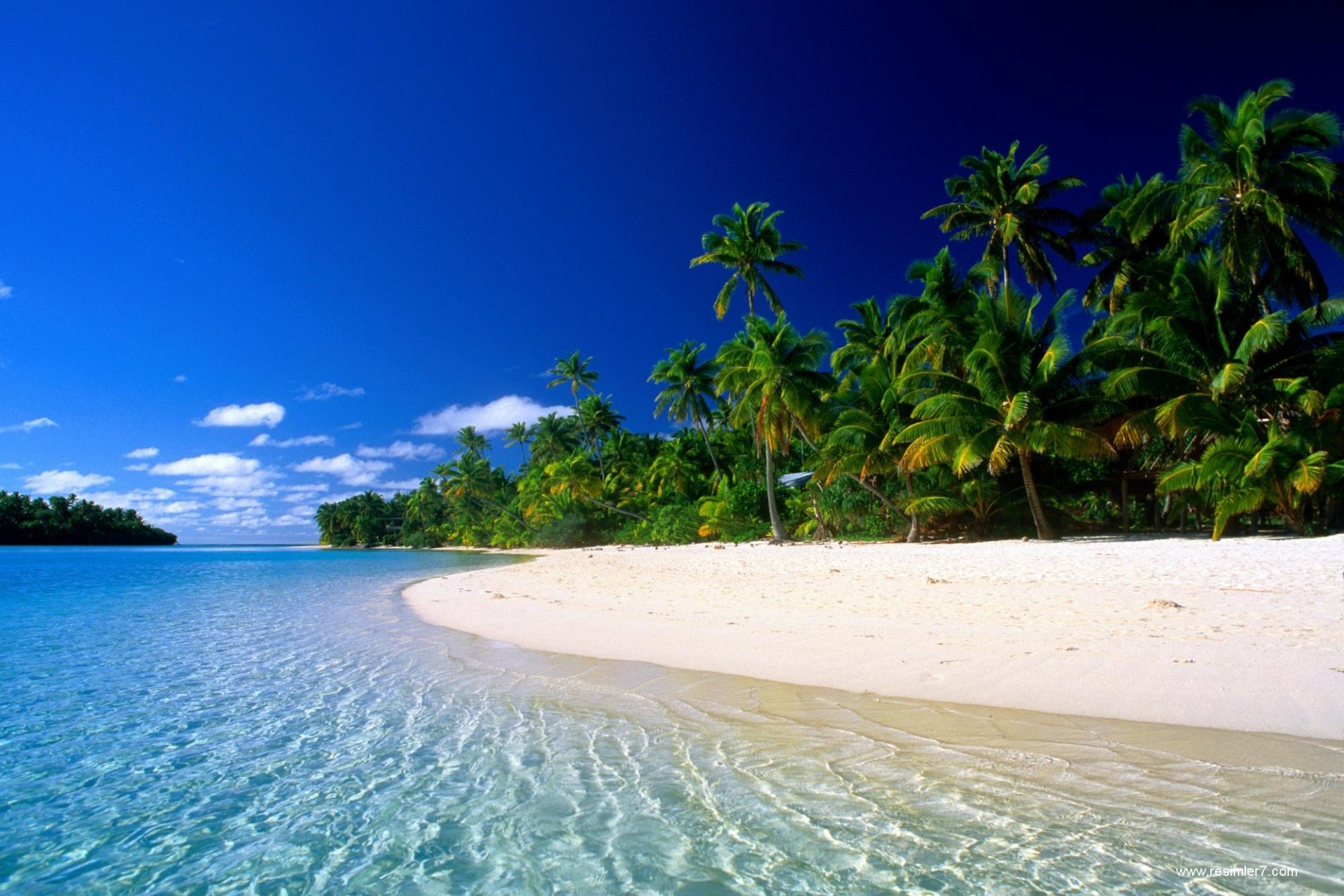 gambar pohon kelapa di pantai
