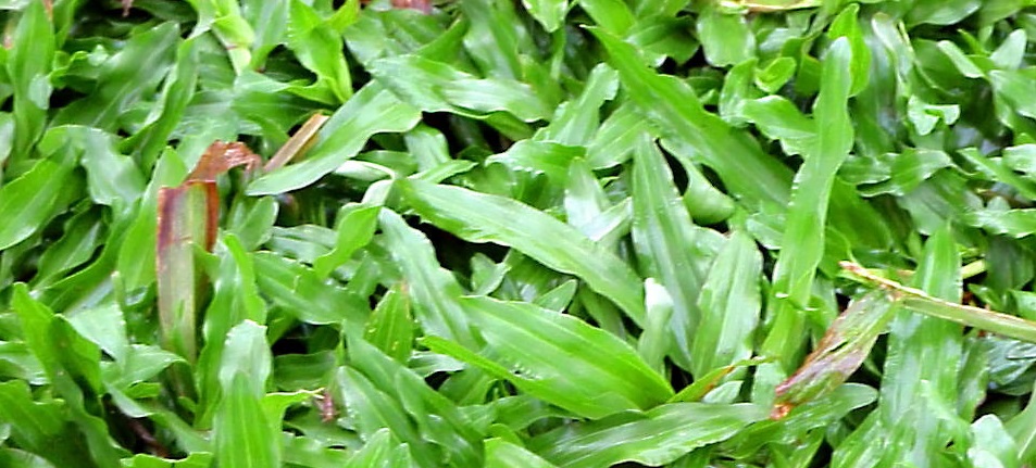 gambar rumput rumah