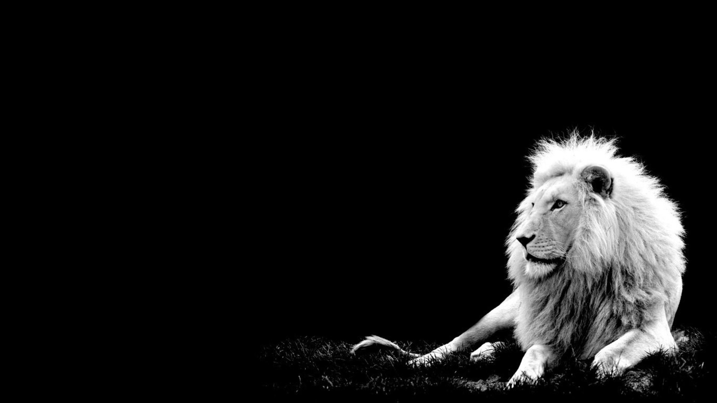 gambar singa putih