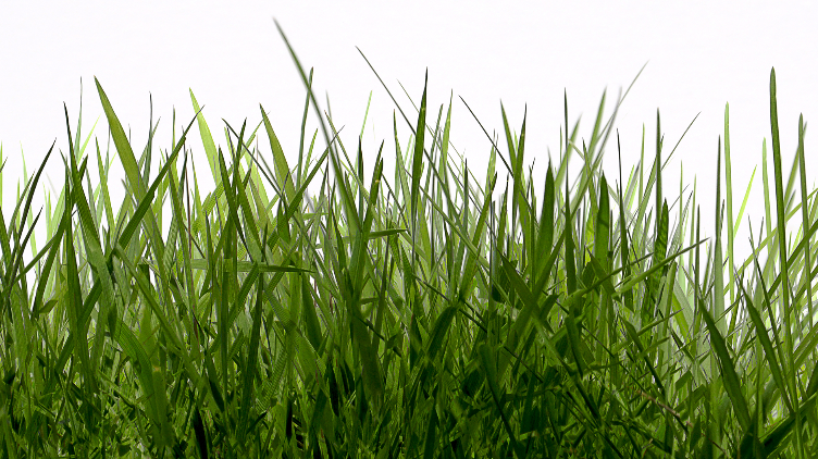 gambar tanaman rumput