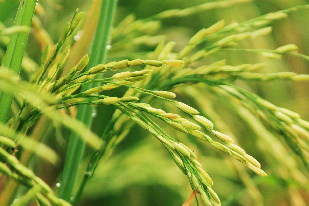 gambar tumbuhan padi