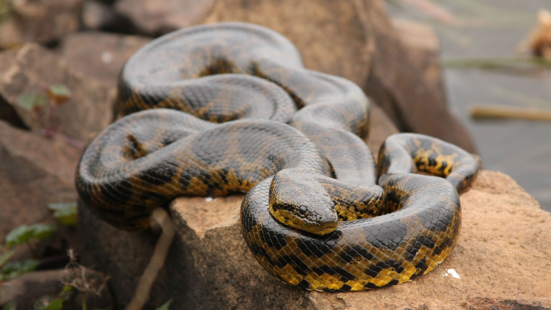 gambar ular anaconda