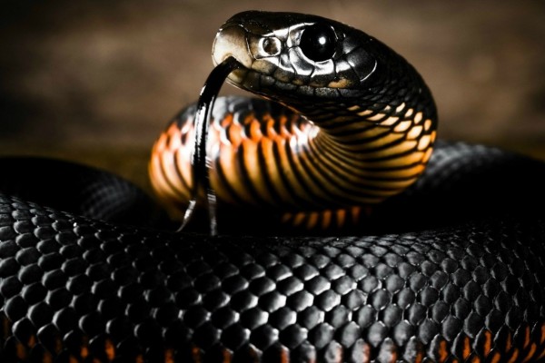 gambar ular berbisa