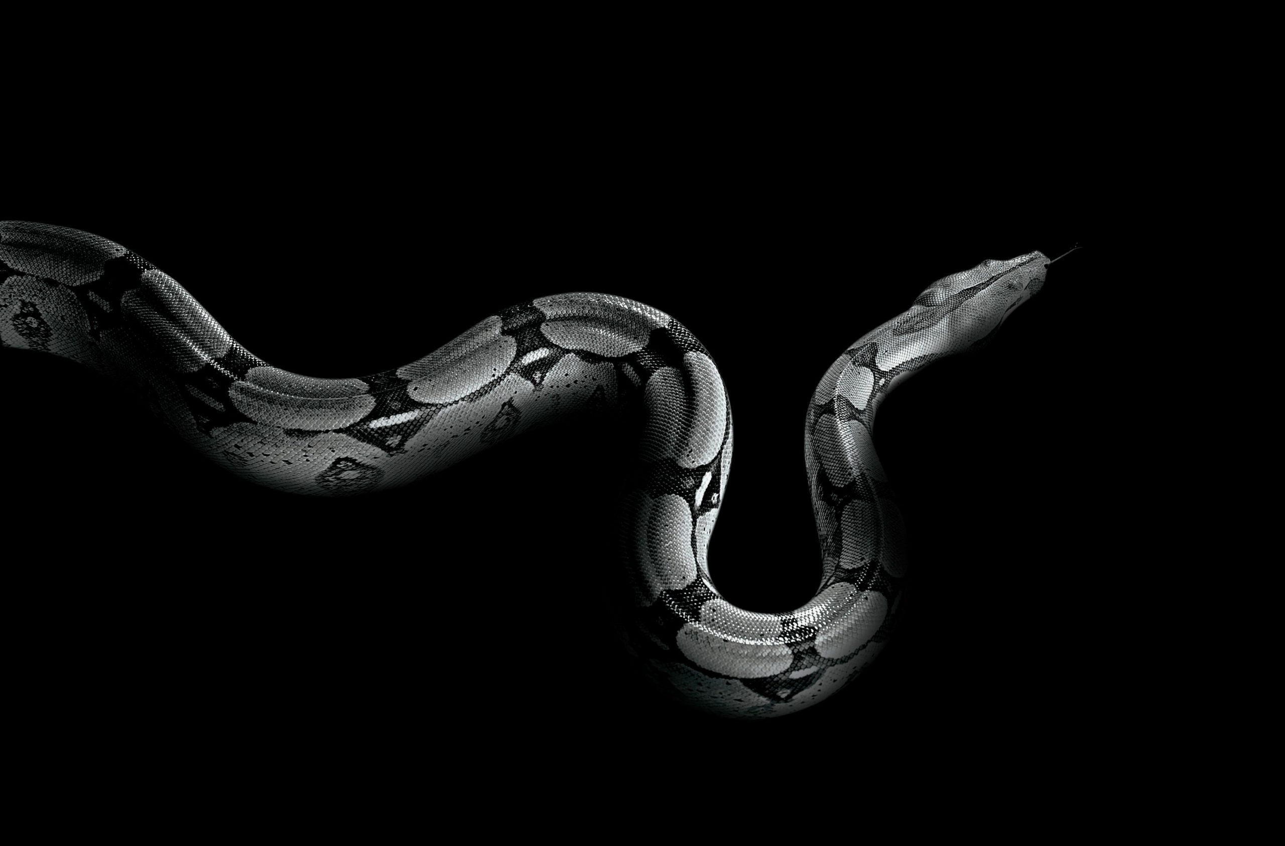 gambar ular hitam putih