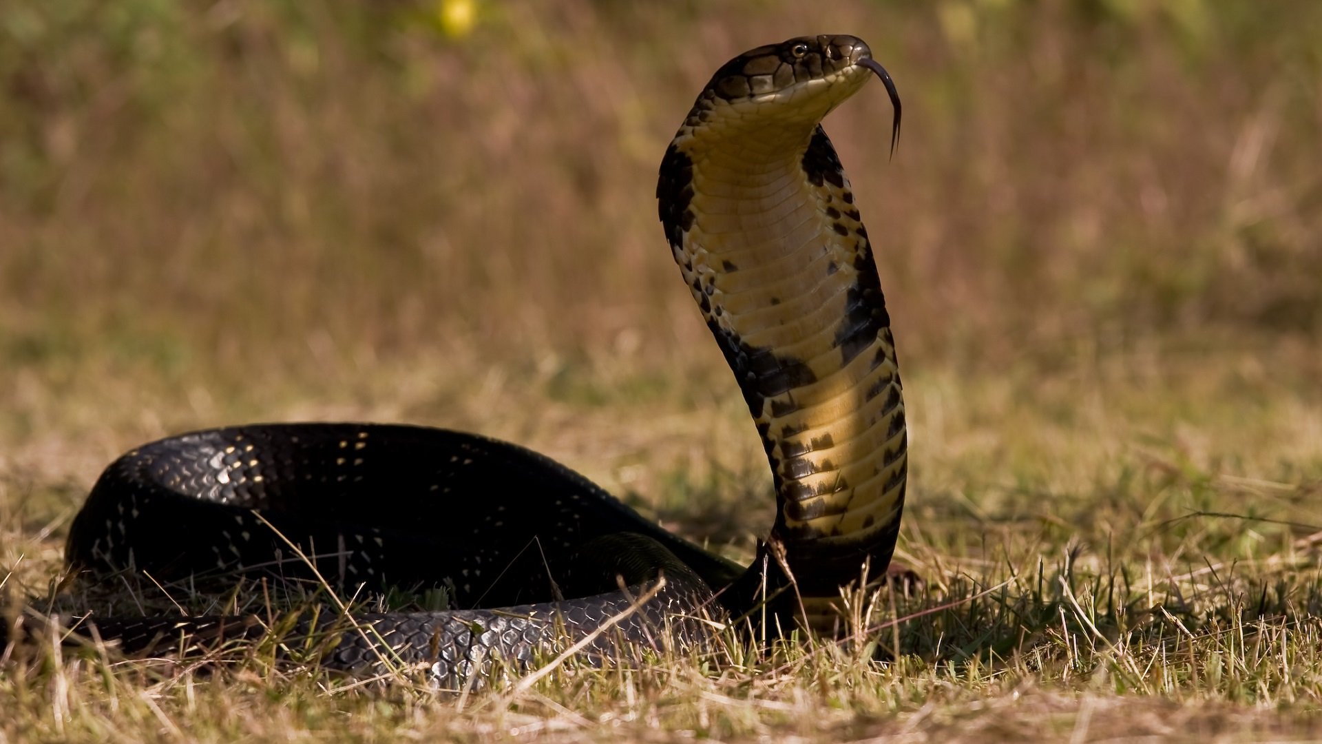 gambar ular king cobra