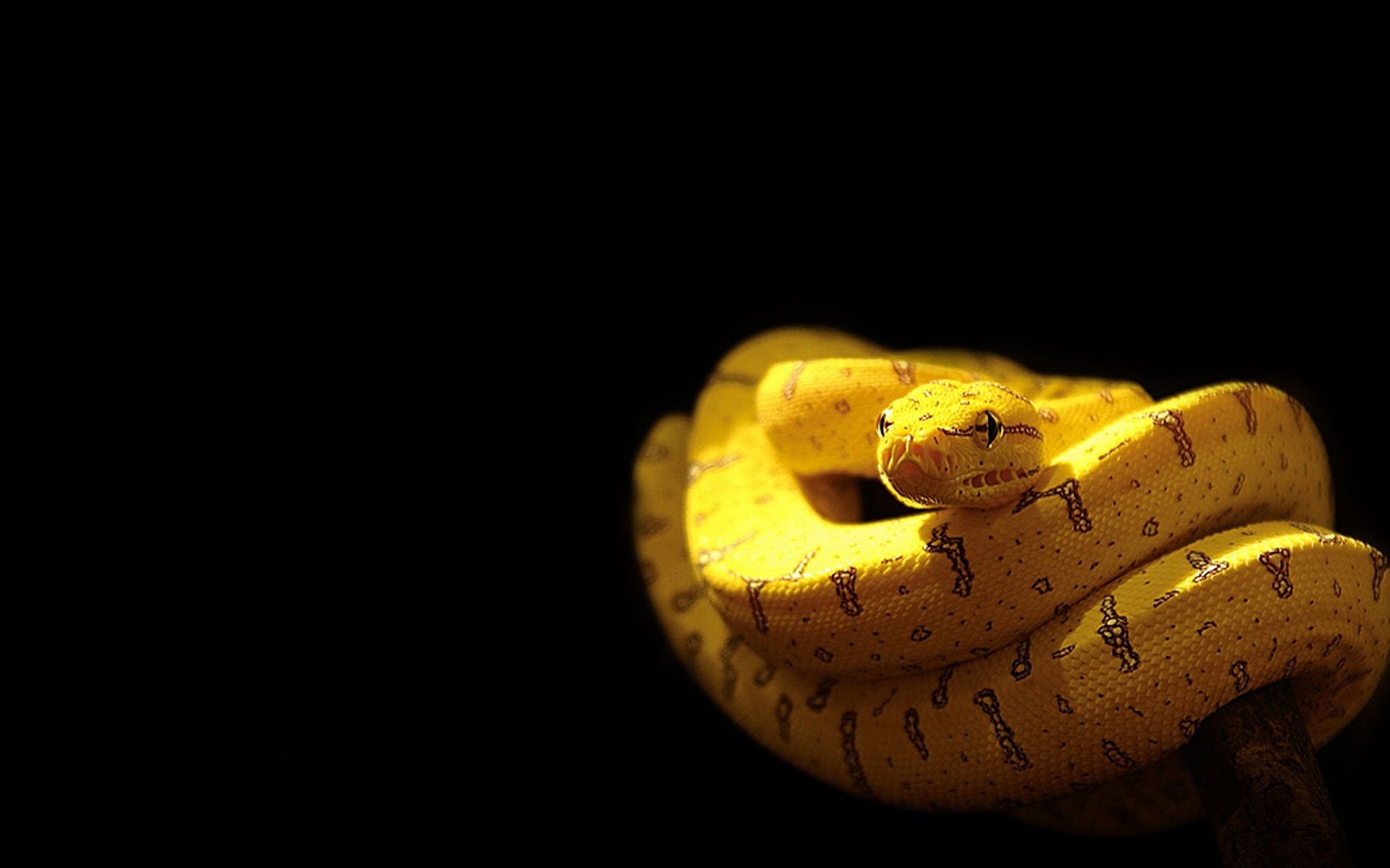 gambar ular kuning keren