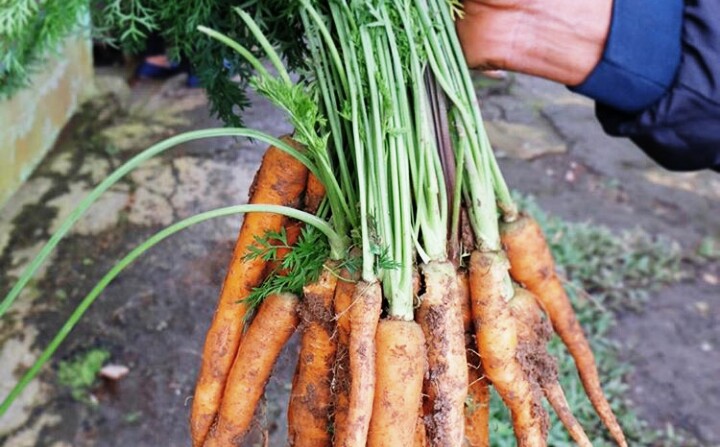 gambar wortel siap panen