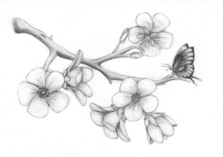 sketsa bunga flora