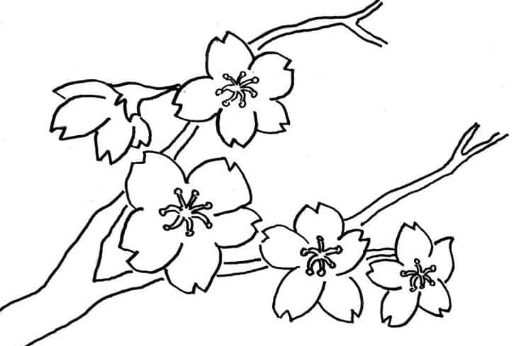 sketsa gambar flora