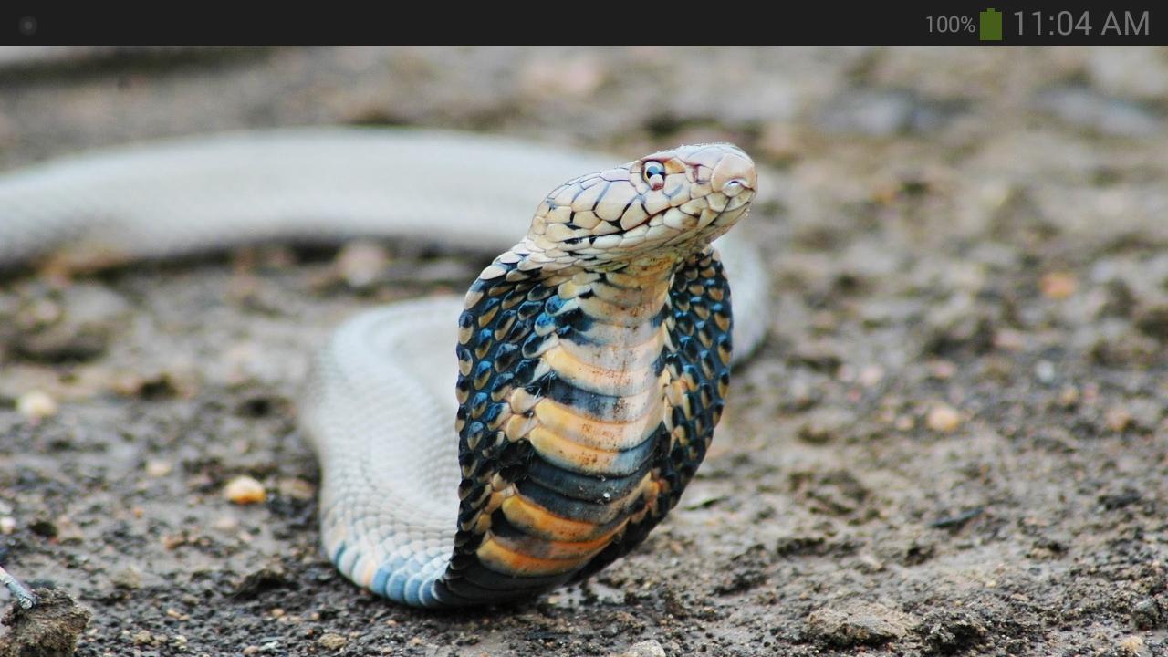 ular cobra gambar
