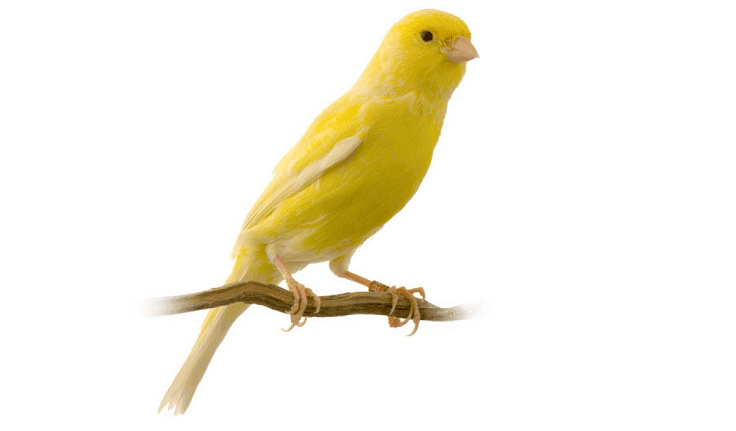 burung kenari bulu kuning