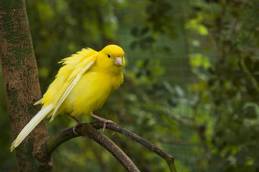 burung kenari warna kuning