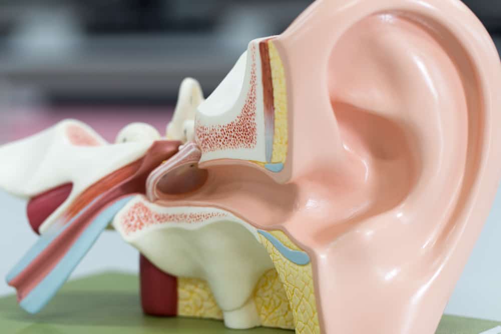 contoh gambar anatomi telinga