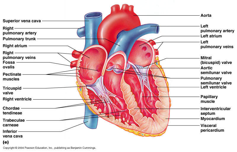 gambar anatomi jantung