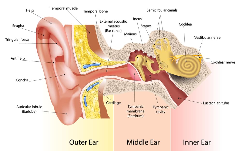gambar anatomi telinga