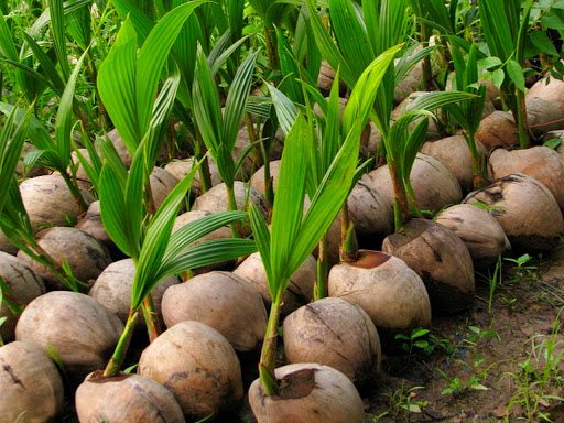 gambar buah tunas kelapa