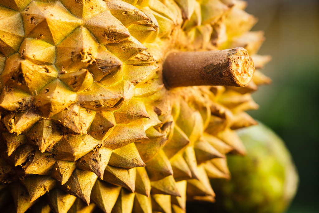 gambar cangkang buah durian