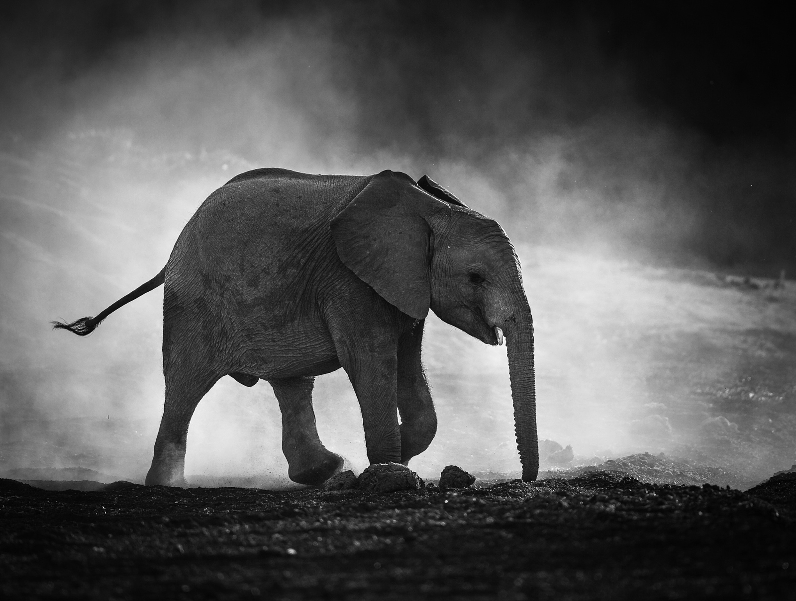 gambar hitam putih gajah