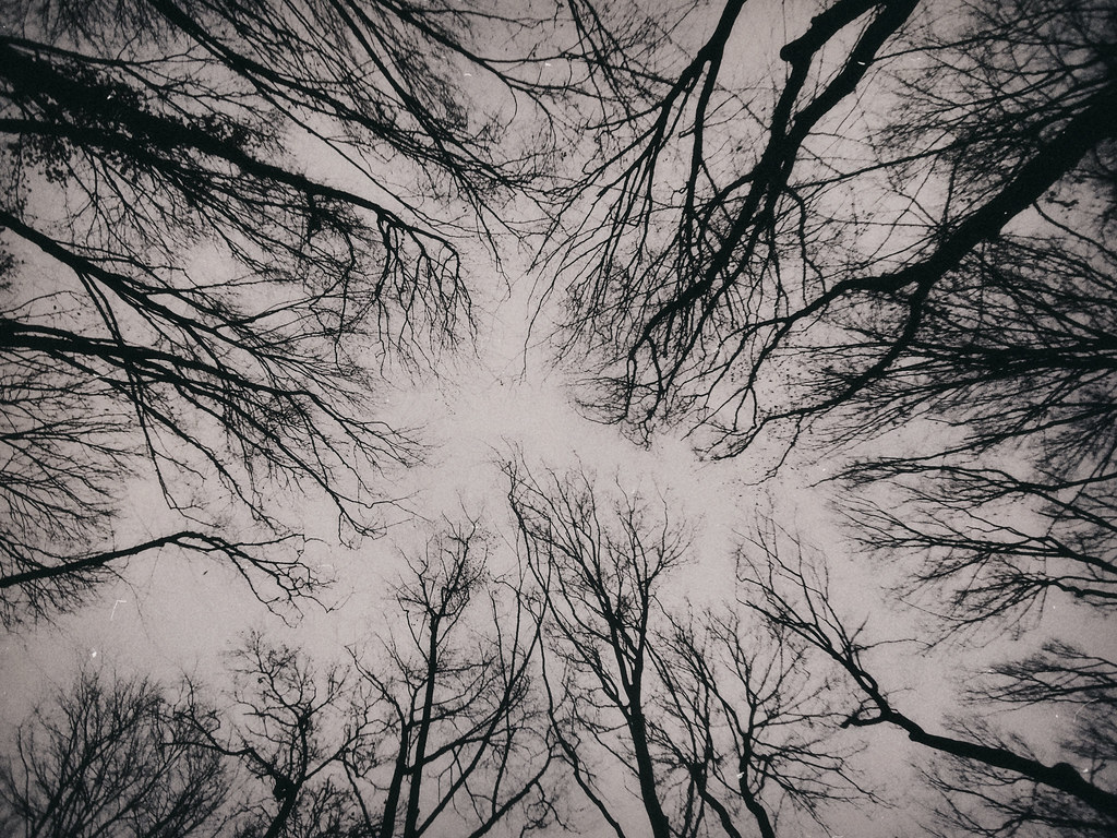 gambar hitam putih pohon