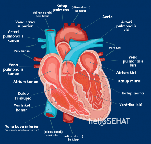 gambar jantung manusia dan fungsinya