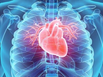 gambar organ jantung manusia