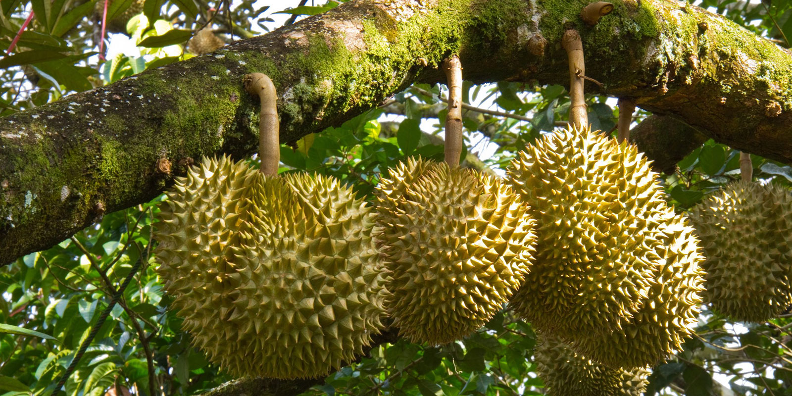 gambar pohon durian hd