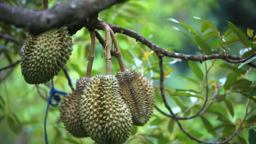 gambar pohon durian
