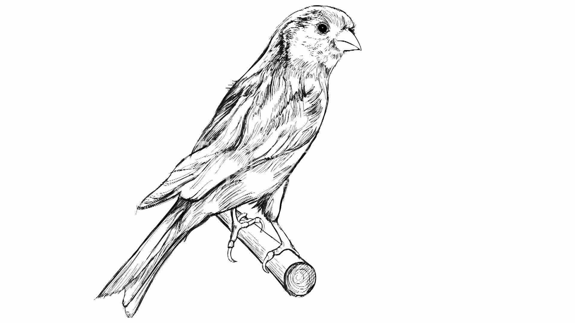 gambar sketsa burung kenari
