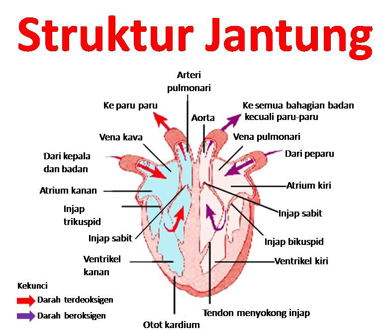 gambar struktur jantung