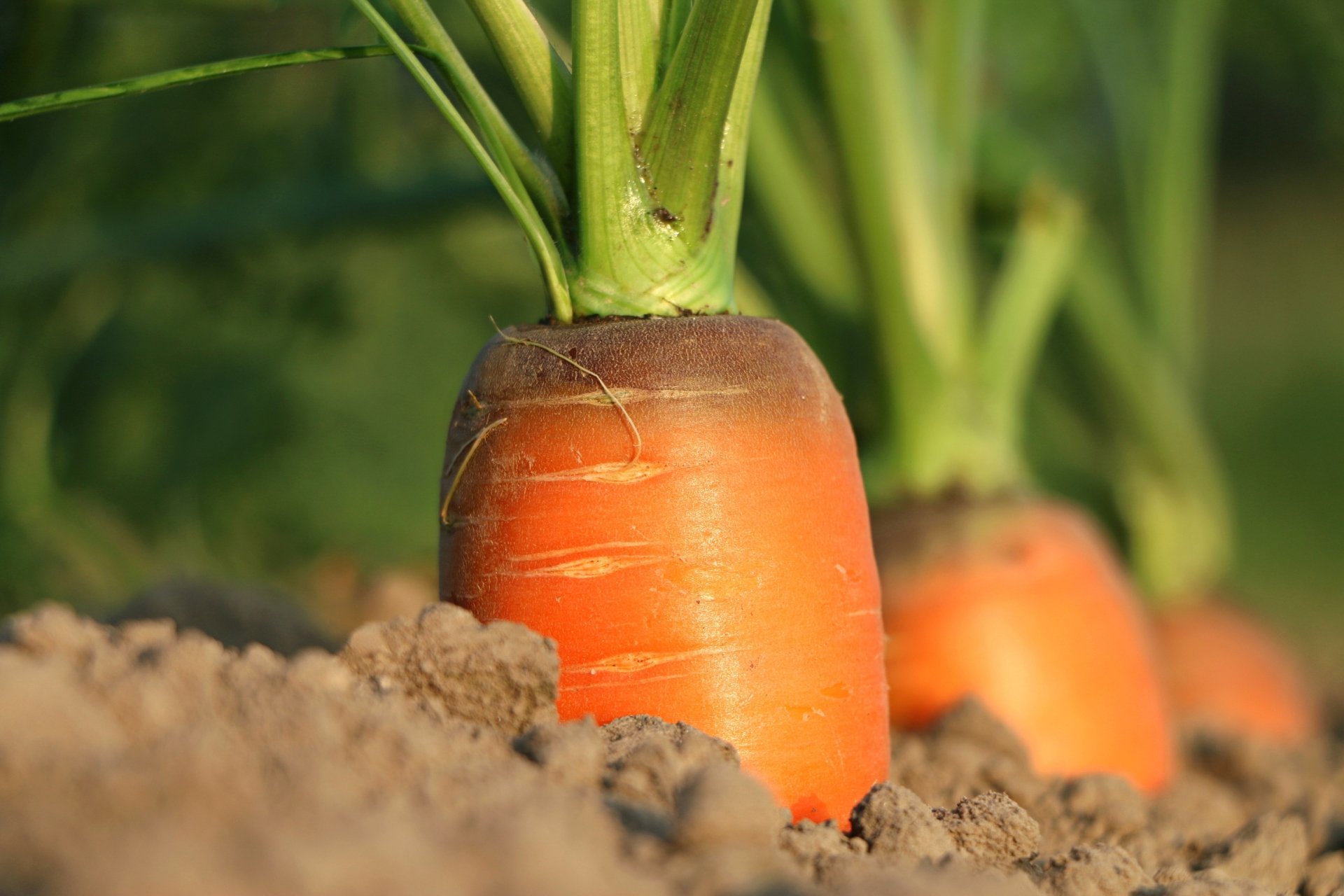 gambar tanaman sayuran wortel