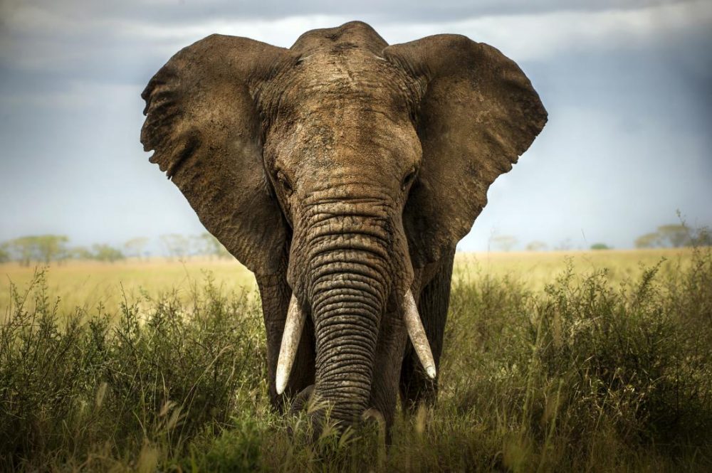 gambar telinga binatang gajah