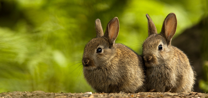 gambar telinga kelinci lucu